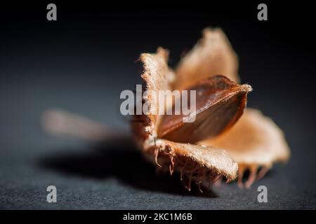 Studio-Nahaufnahme einer gespaltenen offenen Buchenfrucht (Buchennüsse) mit dem Kern auf schwarzem Papier im Scheinwerfer und Blende f 6,3 sichtbar. Stockfoto