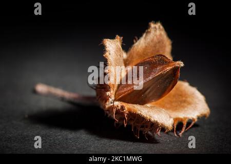 Nahaufnahme der Studioansicht einer gespaltenen offenen Buchenfrucht (Buchennüsse) mit dem Kern auf schwarzem Papier im Scheinwerfer von F16 STOP sichtbar. Stockfoto