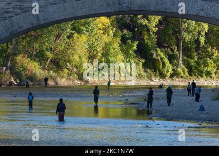 Fischer versuchen, die Fische unter dem Damm zu fangen. Fische, die versuchen, den ersten Damm am Humber River in der Nähe der U-Bahn-Station Old Mill in Etobicoke während ihrer Brutsaison in Toronto, Kanada, hoch- und überzufahren (Foto: Anatoliy Cherkasov/NurPhoto) Stockfoto