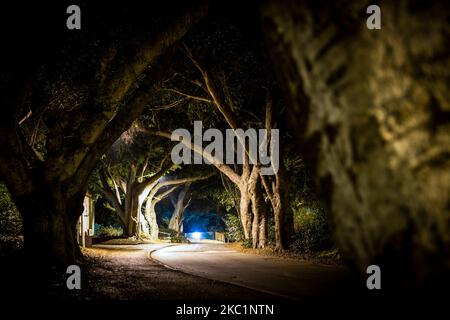 Lange Straße mit grünen Bäumen in der Nacht gesäumt Stockfoto