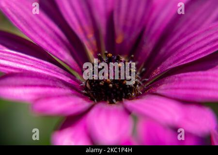 Ein Blütenkopf von Cape marguerite blüht im Garten Stockfoto
