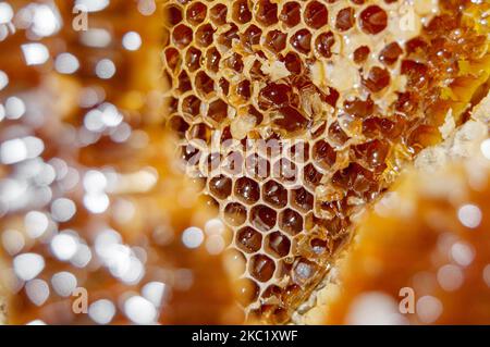 Goldhonig in Honigwabe Nahaufnahme. Bienenprodukte mit frischen Honigwaben, Honigprodukte aus natürlichen Bio-Zutaten Stockfoto