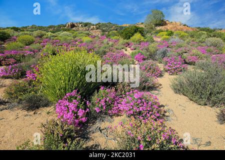 Farbenfrohe Frühlingswildblumen, Namaqualand, Nordkap, Südafrika Stockfoto