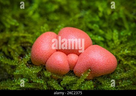 Lycogala epidendrum, allgemein bekannt als Wolfmilch, ist groenings Schleim eine kosmopolitische Spezies von myxogastrid Amöben, die oft mit einem verwechselt wird Stockfoto