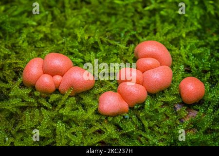 Lycogala epidendrum, allgemein bekannt als Wolfmilch, ist groenings Schleim eine kosmopolitische Spezies von myxogastrid Amöben, die oft mit einem verwechselt wird Stockfoto