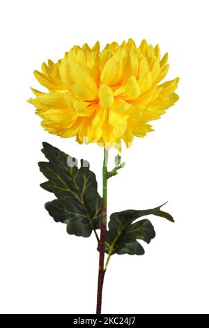 Künstliche gelbe große runde Chrysantheme isoliert auf weißem Hintergrund Stockfoto