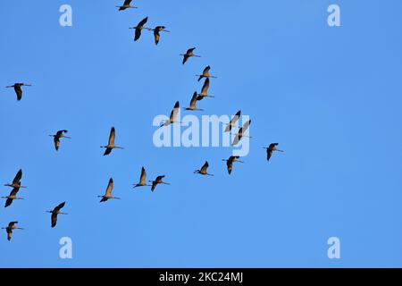 Schar eurasischer Kraniche Gros grus fliegen über Neusiedler See, Österreich Stockfoto