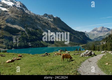 Ein malerischer Bergsee in Oeschinen in den schweizer alpen, mit grasenden Kühen an einem sonnigen Tag Stockfoto