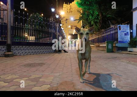 Ein Straßenhundespaziergang in der Nähe des Puja-Pandals, Besucher kein Eintritt eines Gemeindepandals vor dem Hindu-Festival 'Durga Puja' in Kalkutta, Indien, am 21,2020. Oktober. Durga puja Pandalen werden keine Einreisezonen für Besucher sein, sagte der hohe Gerichtshof von Kalkutta heute â €“ nur drei Tage vor dem größten Festival in Bengalen. Nur Organisatoren werden innerhalb der Pandalen erlaubt sein, sagte das Gericht, wobei die Zahl für große und 15 für kleinere Pandalen auf 25 begrenzt wird, angesichts des Coronavirus-Ausbruchs. Die COVID-19-Todesfälle in Bengalen gingen über die 6.000-Marke hinaus, mit 64 weiteren Todesopfern. Der Status protokollierte auch eine Datensatznummer Stockfoto