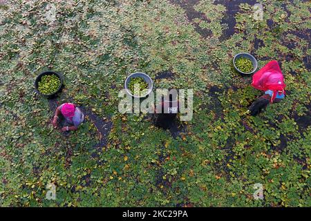 Indische Bauern sammeln am 20. Oktober 2020 Wasserkastanien aus einem Teich in den Außenbezirken von Ajmer, Rajasthan, Indien. (Foto von Himanshu Sharma/NurPhoto) Stockfoto