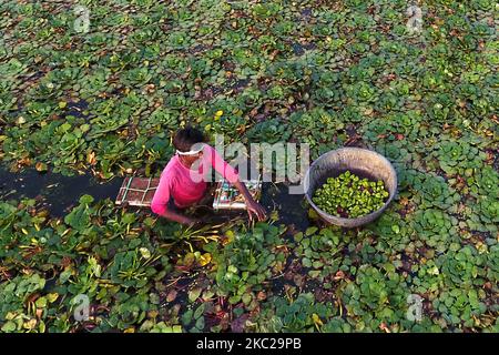 Indische Bauern sammeln am 20. Oktober 2020 Wasserkastanien aus einem Teich in den Außenbezirken von Ajmer, Rajasthan, Indien. (Foto von Himanshu Sharma/NurPhoto) Stockfoto