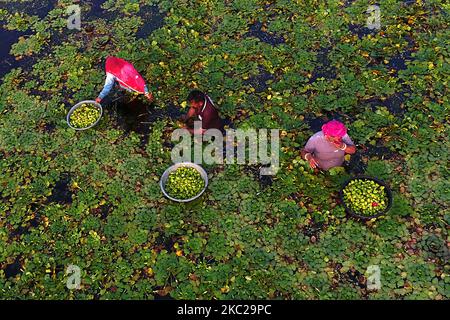 Indische Bauern sammeln am 20. Oktober 2020 Wasserkastanien aus einem Teich in den Außenbezirken von Ajmer, Rajasthan, Indien. (Foto von Himanshu Sharma/NurPhoto) Stockfoto