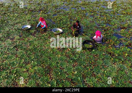 Indische Bauern sammeln am 20. Oktober 2020 Wasserkastanien aus einem Teich in den Außenbezirken von Ajmer, Rajasthan, Indien. (Foto von Himanshu Sharma/NurPhoto) Stockfoto