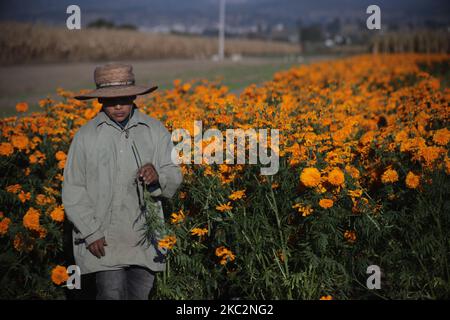 Am 26. Oktober 2020 sammelt eine Familie die Cempasuchil-Blüte in Puebla an den Hängen des Vulkans Popocatepetl in Mexiko. (Foto von David Peinado/NurPhoto) Stockfoto