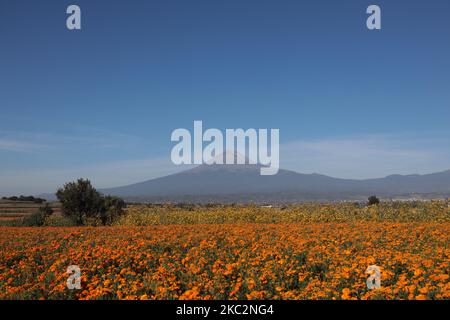 Am 26. Oktober 2020 sammelt eine Familie die Cempasuchil-Blüte in Puebla an den Hängen des Vulkans Popocatepetl in Mexiko. (Foto von David Peinado/NurPhoto) Stockfoto