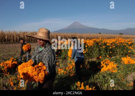 Am 26. Oktober 2020 sammelt eine Familie die Cempasuchil-Blüte in Puebla an den Hängen des Vulkans Popocatepetl in Mexiko. (Foto von David Peinado/NurPhoto) Stockfoto