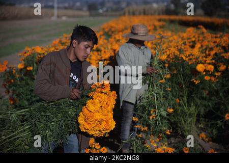 Am 26. Oktober 2020 sammelt eine Familie die Cempasuchil-Blüte in Puebla an den Hängen des Vulkans Popocatepetl in Mexiko. (Foto von David Peinado/NurPhoto) Stockfoto