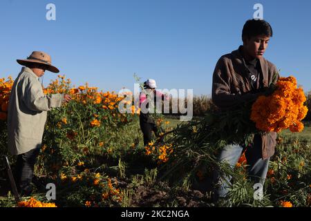 Am 26. Oktober 2020 sammelt eine Familie die Cempasuchil-Blüte in Puebla an den Hängen des Vulkans Popocatepetl in Mexiko. (Foto von David Peinado/NurPhoto) Stockfoto