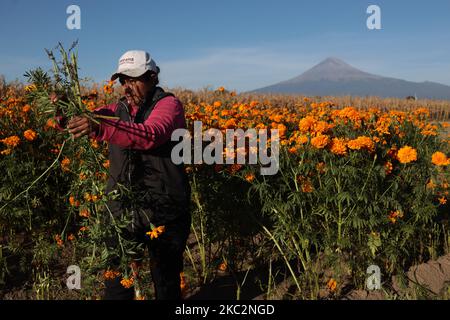 Am 26. Oktober 2020 sammelt eine Familie die Cempasuchil-Blüte in Puebla an den Hängen des Vulkans Popocatepetl in Mexiko. (Foto von David Peinado/NurPhoto) Stockfoto