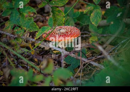 Red Cup Mushroom, Wild Fly Agaric Amanita Muscaria Giftig mit Gift und halluzinogenen Eigenschaften. Herbstsaison im Wald mit orangefarbenen, roten und braunen Blättern von den Bäumen und satten Herbstfarben im Stramproy-Gebiet in der Provinz Limburg in den Niederlanden, nahe der belgischen Grenze am 24. Oktober 2020. (Foto von Nicolas Economou/NurPhoto) Stockfoto