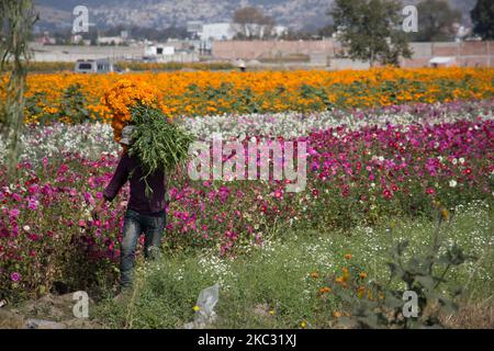 Blumenzüchter von Cempasuchil in Chalco, Bundesstaat Mexiko am 31. Oktober 2020. Bauern aus der Gemeinde Chalco im Bundesstaat Mexiko werden Jahr für Jahr zu Produzenten der Ringelblume, des Samtes und der Wolke, die sie an den Ufern der Autobahn Chalco - San Martin Cuautlalpan verkaufen. Die Hersteller sagen, dass der Verkauf von Blumen auf fast 50% im Vergleich zu den Vorjahren zurückgegangen ist, Dies aufgrund der Covid-19-Pandemie, für die die verschiedenen Pantheons in diesem östlichen Teil des Tals von Mexiko die Tage 1. Und 2. November schließen werden, um Menschenmengen und mögliche Covi zu vermeiden Stockfoto