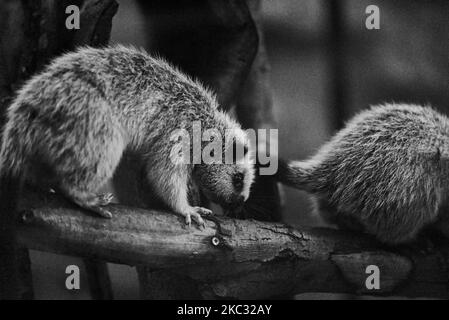 Ein dreigestreifter Nachtaffe, der in der Schweiz auf dem Papiliorama-Zoo mit Baum und Graustufen klettert Stockfoto