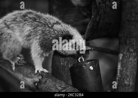 Ein dreigestreifter Nachtaffe, der in der Schweiz auf dem Papiliorama-Zoo mit Baum und Graustufen klettert Stockfoto