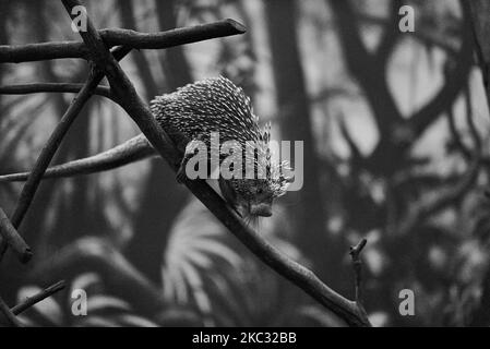 Ein dreigestreifter Nachtaffe, der in der Schweiz auf dem Papiliorama-Zoo mit Baum und Graustufen klettert Stockfoto