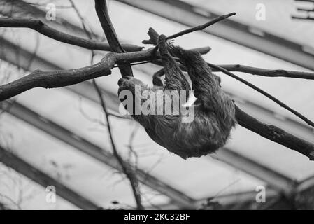 Ein dreigestreifter Nachtaffe, der in der Schweiz auf dem Papiliorama-Zoo mit Baum und Graustufen klettert Stockfoto