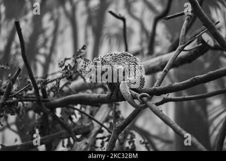 Ein dreigestreifter Nachtaffe, der in der Schweiz auf dem Papiliorama-Zoo mit Baum und Graustufen klettert Stockfoto