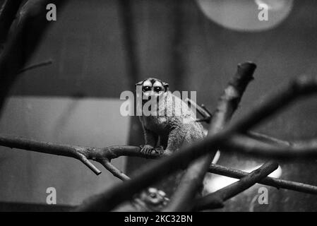 Ein dreigestreifter Nachtaffe, der in der Schweiz auf dem Papiliorama-Zoo mit Baum und Graustufen klettert Stockfoto