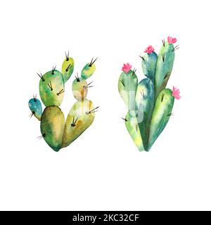 Aquarell-Kakteen auf weißem Hintergrund. Handgefertigtes Raster. Kann bei der Gestaltung von Postkarten, Servietten verwendet werden. Stockfoto