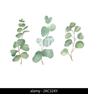 Wasserfarbe Eukalyptus auf weißem Hintergrund. Handgefertigtes Raster. Kann bei der Gestaltung von Postkarten, Servietten verwendet werden. Stockfoto