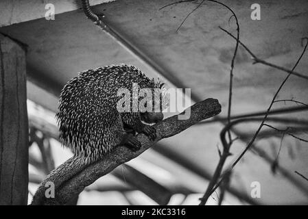 Ein dreigestreifter Nachtaffe, der in der Schweiz auf dem Papiliorama-Zoo mit Baum und Graustufen klettert Stockfoto