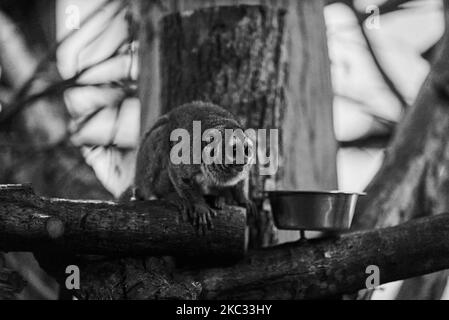 Ein dreigestreifter Nachtaffe, der auf einem Baum in Graustufen, dem Papiliorama Zoo in der Schweiz, klettert Stockfoto