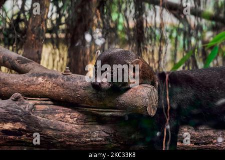 Ein dreigestreifter Nachtaffe, der auf einem Baum klettert, Papiliorama Zoo in der Schweiz Stockfoto