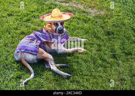 Großer brauner und weißer Hund mit gemischter Rasse, der auf dem Gras liegt, gekleidet in ein Serape und ein mexikanisches Hutkostüm für Halloween. Stockfoto