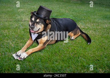 Deutscher Schäferhund in einem Halloween Kostüm als Kartenhai gekleidet. Auf dem Gras liegend, Spielkarten haltend. Stockfoto