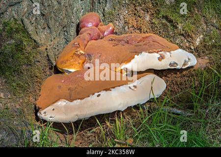 Lackierte Halterung (Ganoderma resinaceum), seltener poroider Halterpilz, der am Fuße lebender Bäume lebt Stockfoto