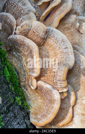 Giant-Polypore / schwarz färbende Polypore (Meripilus giganteus) Und Trameten Pilze wachsen an der Basis des Baumstammes in Herbstwald Stockfoto