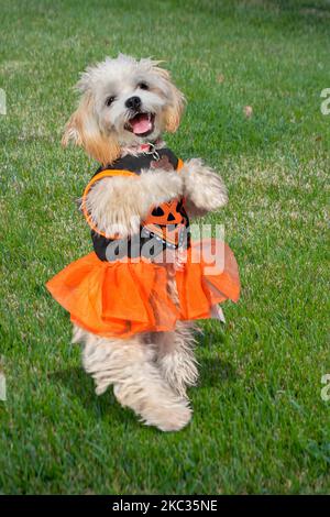 Maltese kleiner Hund tanzt in einem Ballett Halloween Kostüm auf Gras. Outfit hat ein Kürbisgesicht im Herzen. Stockfoto