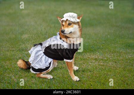 Shiba Inu großer Hund, gekleidet in ein Dienstmädchen-Kostüm für Hollaween, sitzend auf grünem Gras. Stockfoto