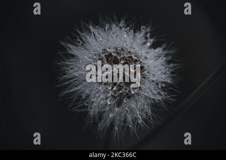 Eine Nahaufnahme eines verschwommenen Löwinsels, Taraxacum officinale, bedeckt mit Wassertropfen Stockfoto