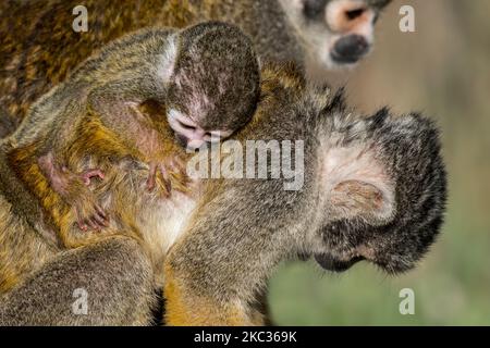 Schwarzer Eichhörnchen-Affe / peruanischer Eichhörnchen-Affe (Saimiri boliviensis peruviensis) Weibchen mit Kleinkind, das sich am Rücken festklammert Stockfoto