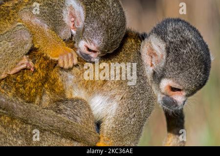 Schwarzer Eichhörnchen-Affe / peruanischer Eichhörnchen-Affe (Saimiri boliviensis peruviensis) Weibchen mit Kleinkind, das sich am Rücken festklammert Stockfoto