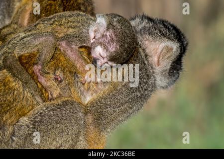 Schwarzer Eichhörnchen-Affe / peruanischer Eichhörnchen-Affe (Saimiri boliviensis peruviensis) Weibchen mit schlafenden Kleinkindern, die sich am Rücken festhalten Stockfoto
