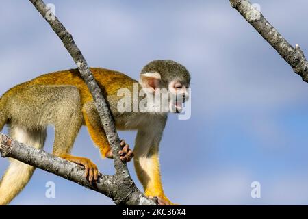 Schwarzer Eichhörnchen-Affe / peruanischer Eichhörnchen-Affe (Saimiri boliviensis peruviensis) ruft / Alarm von Baum, der in Südamerika beheimatet ist Stockfoto