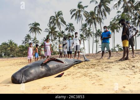 Eine Gruppe wacht über einen toten Pilotwal, der am 03. November am Strand von wadduwa ausgeworfen wurde. Es wurde eine massive Rettungsaktion organisiert, um über 60 Pilotwale, die an der Küste von Panadura gebebt wurden, wieder aufzutreiben. Die Operation, die von der Polizei von Sri Lanka, der Marine von Sri Lanka, der Küstenwache und Bewohnern der Region seit November 2 durchgeführt wurde, Fortsetzung während der COVID-19-Ausgangssperre, die Anfang letzter Woche eingeführt wurde. Nach Angaben von Meeresbiologen sind am 3. November 2020 am Strand häufig Pilotenwale bekannt (Foto: Akila Jayawardana/NurPhoto) Stockfoto