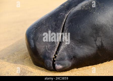 Eine Gruppe wacht über einen toten Pilotwal, der am 03. November am Strand von wadduwa ausgeworfen wurde. Es wurde eine massive Rettungsaktion organisiert, um über 60 Pilotwale, die an der Küste von Panadura gebebt wurden, wieder aufzutreiben. Die Operation, die von der Polizei von Sri Lanka, der Marine von Sri Lanka, der Küstenwache und Bewohnern der Region seit November 2 durchgeführt wurde, Fortsetzung während der COVID-19-Ausgangssperre, die Anfang letzter Woche eingeführt wurde. Nach Angaben von Meeresbiologen sind am 3. November 2020 am Strand häufig Pilotenwale bekannt (Foto: Akila Jayawardana/NurPhoto) Stockfoto