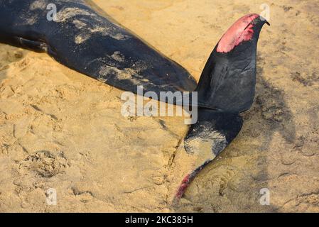 Eine Gruppe wacht über einen toten Pilotwal, der am 03. November am Strand von wadduwa ausgeworfen wurde. Es wurde eine massive Rettungsaktion organisiert, um über 60 Pilotwale, die an der Küste von Panadura gebebt wurden, wieder aufzutreiben. Die Operation, die von der Polizei von Sri Lanka, der Marine von Sri Lanka, der Küstenwache und Bewohnern der Region seit November 2 durchgeführt wurde, Fortsetzung während der COVID-19-Ausgangssperre, die Anfang letzter Woche eingeführt wurde. Nach Angaben von Meeresbiologen sind am 3. November 2020 am Strand häufig Pilotenwale bekannt (Foto: Akila Jayawardana/NurPhoto) Stockfoto